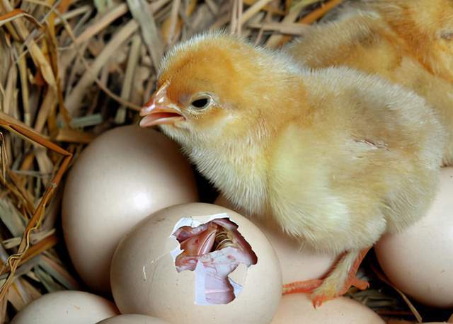 校长用熟鸡蛋孵出小鸡本人叫屈是真的完全煮熟都可以