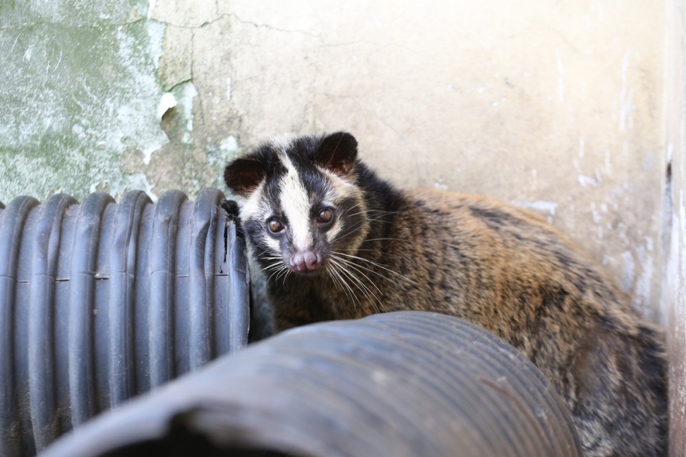聚焦野生动物保护法修订基层立法联系点调研进行时