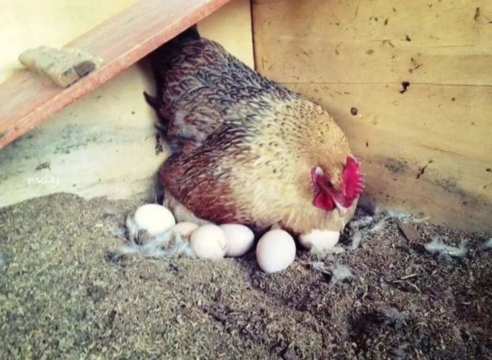 鸡从蛋壳里出来就觅食,小鸟却不能,为什么这样?原来和进化有关