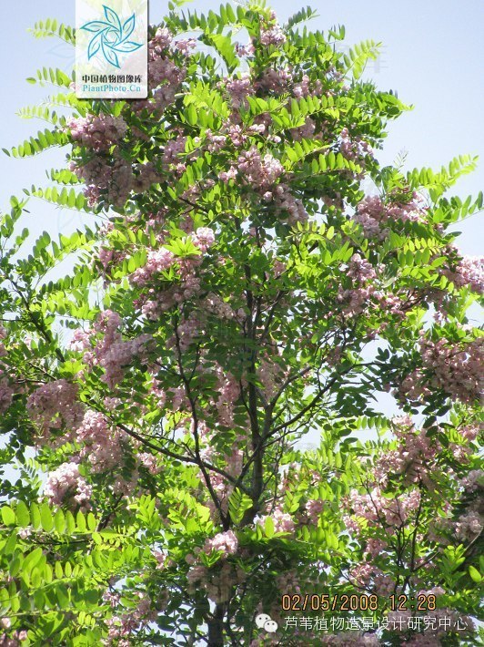 园林用途:刺槐树冠高大,叶色鲜绿,每当开花季节绿白相映,素雅而芳香.