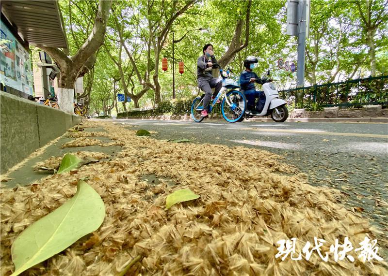 南京梧桐最多十大路段出炉!这些地方是"飘絮烦恼"的"重灾区"_腾讯新闻