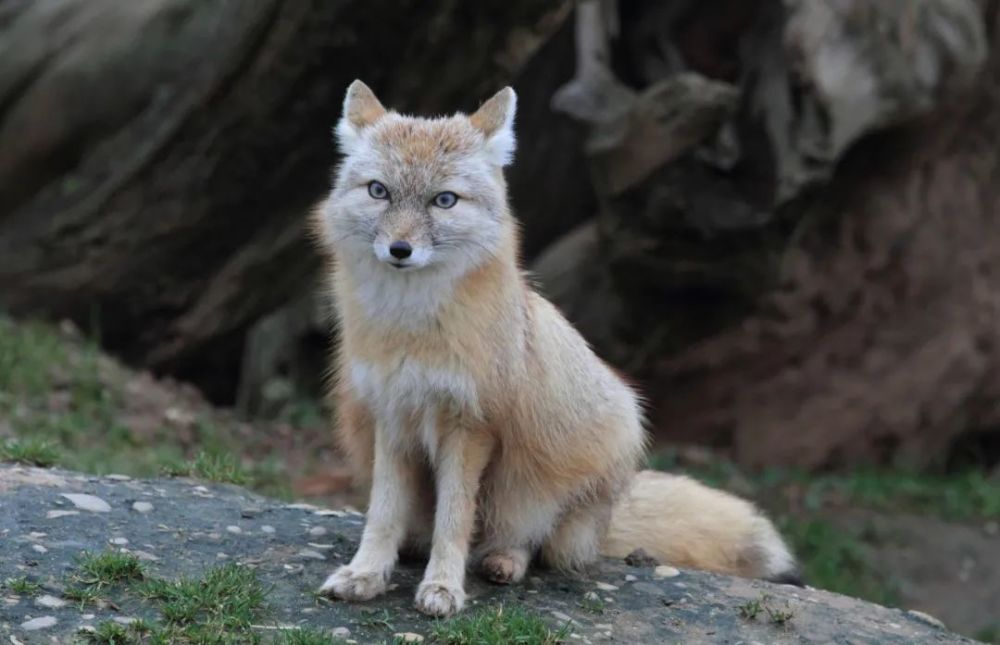 第359期不温不火的笑话三则-狐狸精