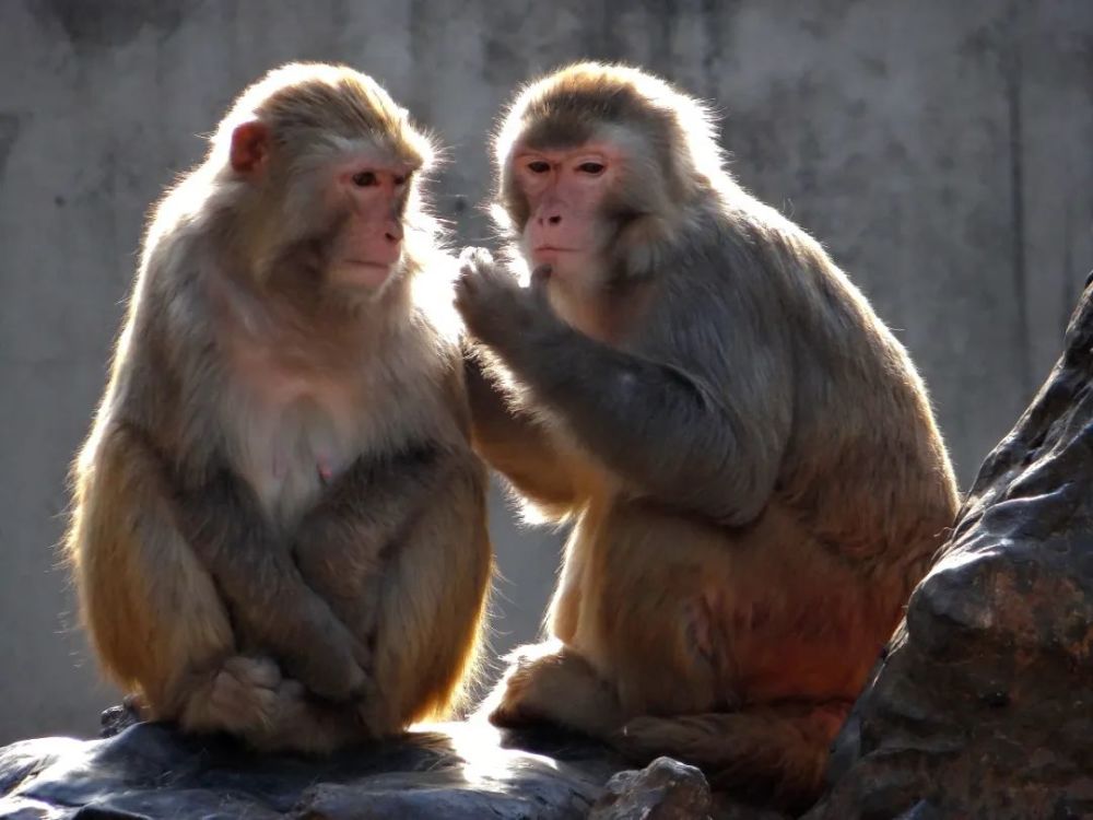 春暖花开,万物复苏 生机勃勃的王城动物园 新出生了很多小动物 憨态