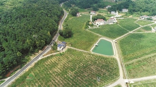 通讯员 摄壶瓶山镇李坪村茶园,采茶女唱起山歌.