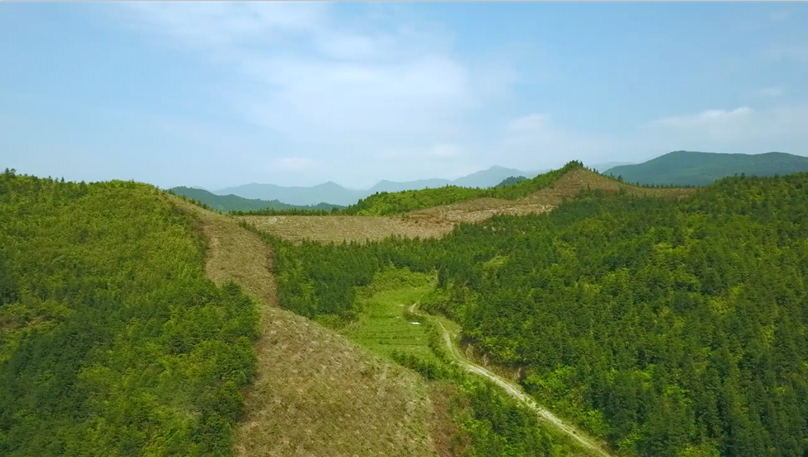 生物防火林带建设