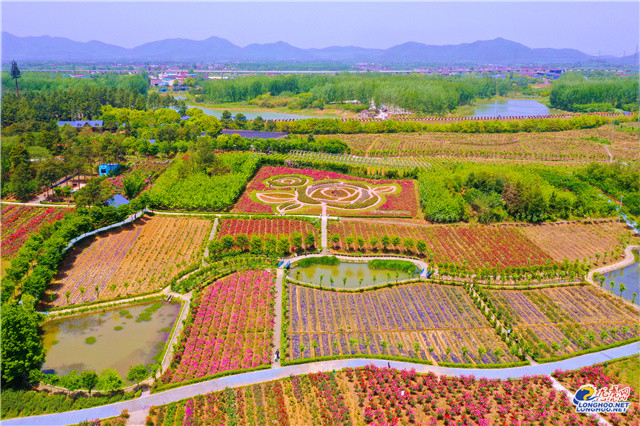 五一南京必打卡来溧水石湫看千亩玫瑰秘境