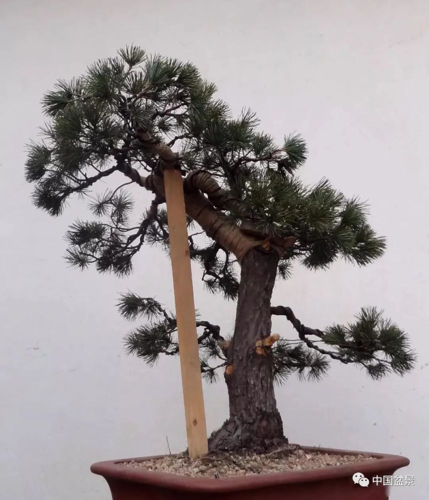 陈迪寅:五针松盆景《焕然一新》的创作历程