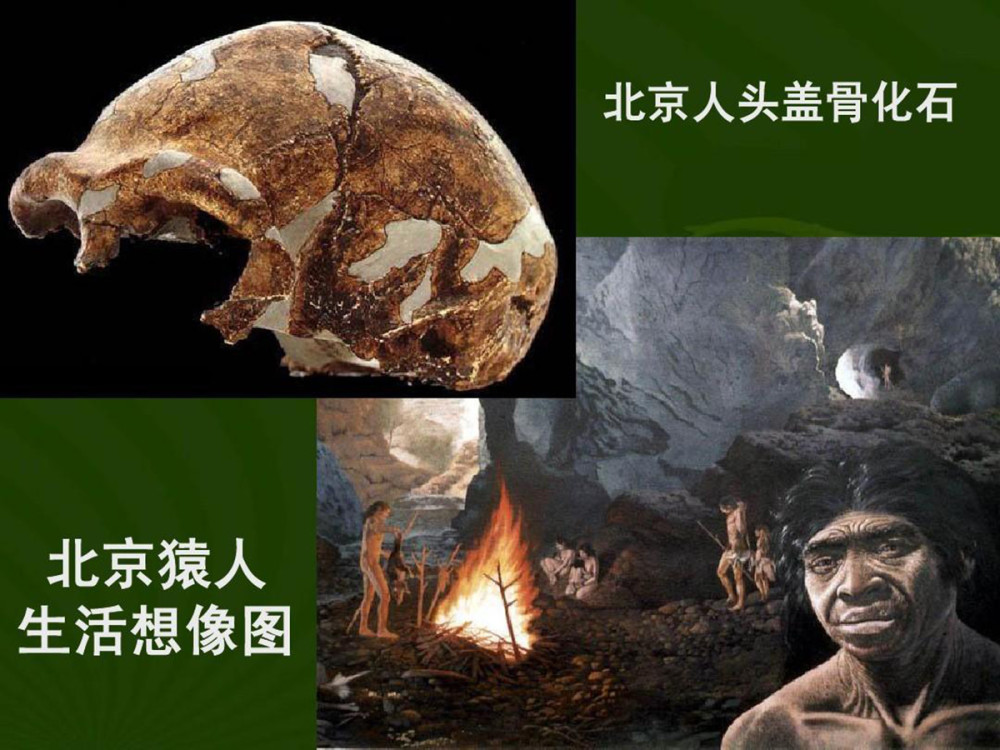 50万年前的秘密北京猿人没混到食物链顶却成了蚕食同类的恶魔