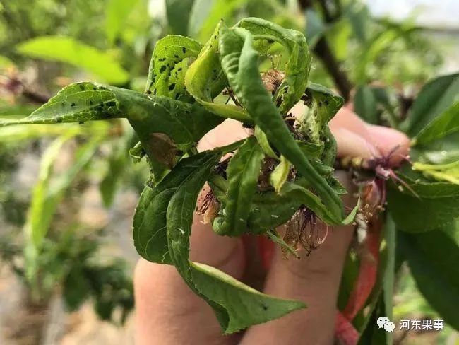 桃树蚜虫特效药剂的选用