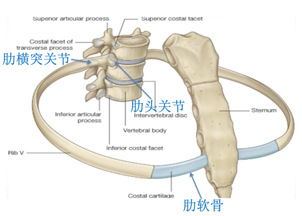 raus專欄|經腰手術體表標誌03_騰訊新聞