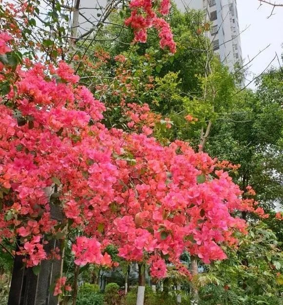 别人家的三角梅都开了 自己的还光秃秃 缺少肥料就不开花 腾讯新闻