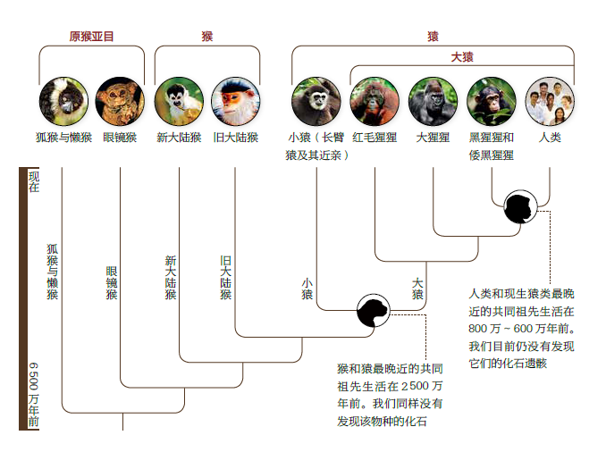 国家地理最新力作人类进化史