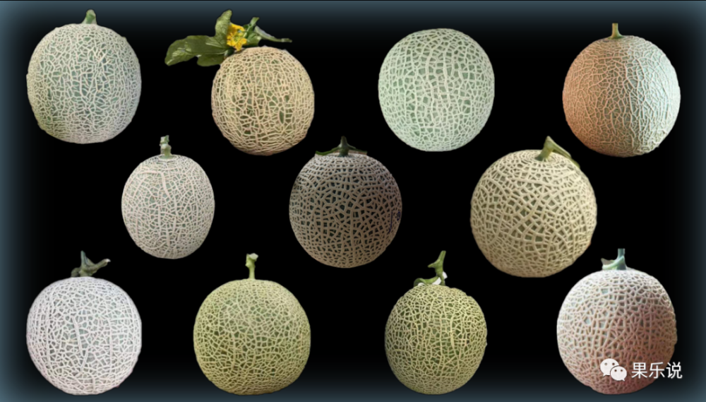 网纹粗细网纹瓜在不同的地方有着不同的叫法,目前市