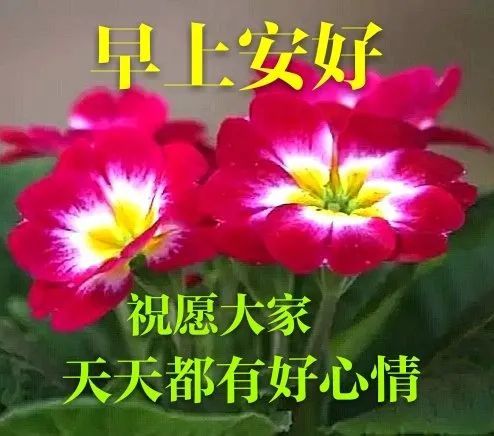 6张非常漂亮的鲜花早安图片带字 唯美的早上好早安祝福语句图片 腾讯新闻