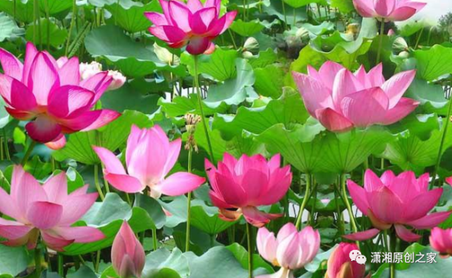 【洞庭作家】李良平/团湖撷翠|采桑湖|屈原|狗伢子|巴陵县|洞庭湖