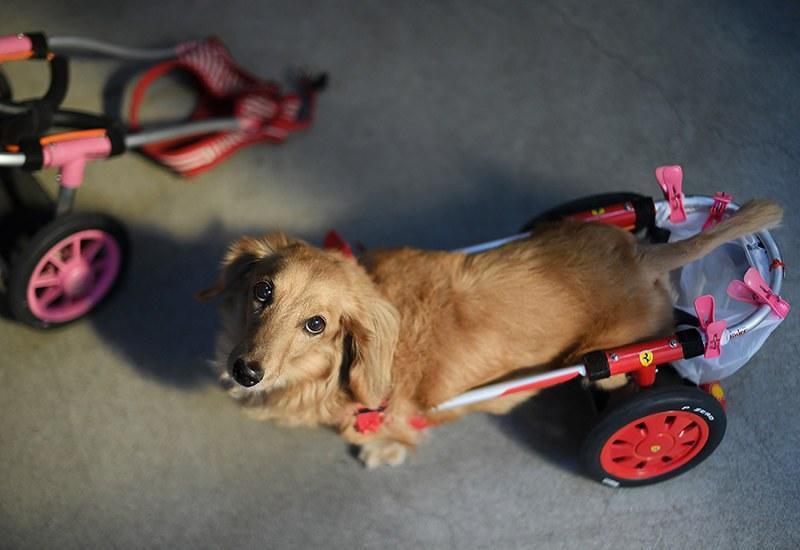 内蒙古两条腿"变异羊"身残志坚,学会像人一样直立行走