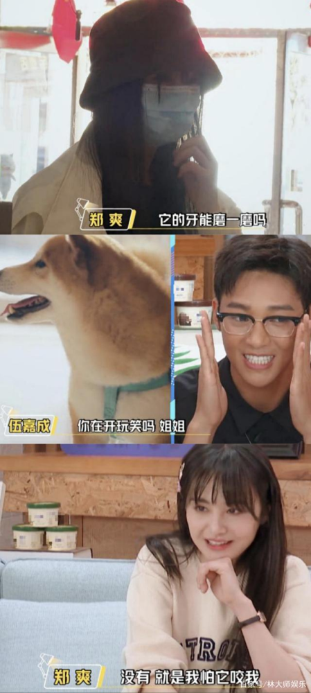 觉得麻烦,就不想养了,买回来玩了几天后,后来郑爽养了一只柴犬