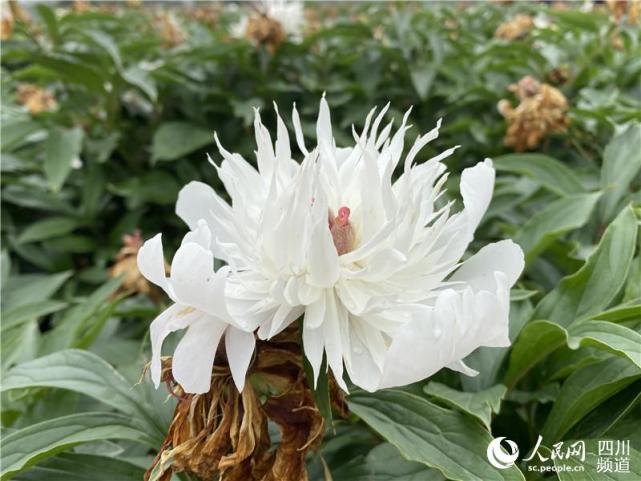 四川中江道地白芍助力乡村振兴