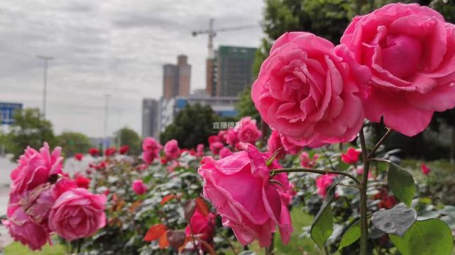 绵阳市花放大招大街小巷里月季盛装而来