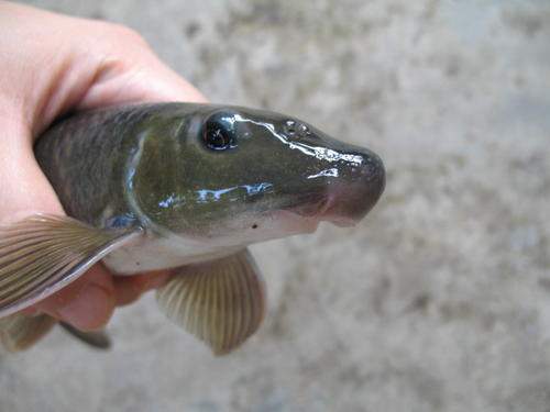 我国特有的一种嘴巴像猪的鱼100多元一斤现在已经非常稀少了