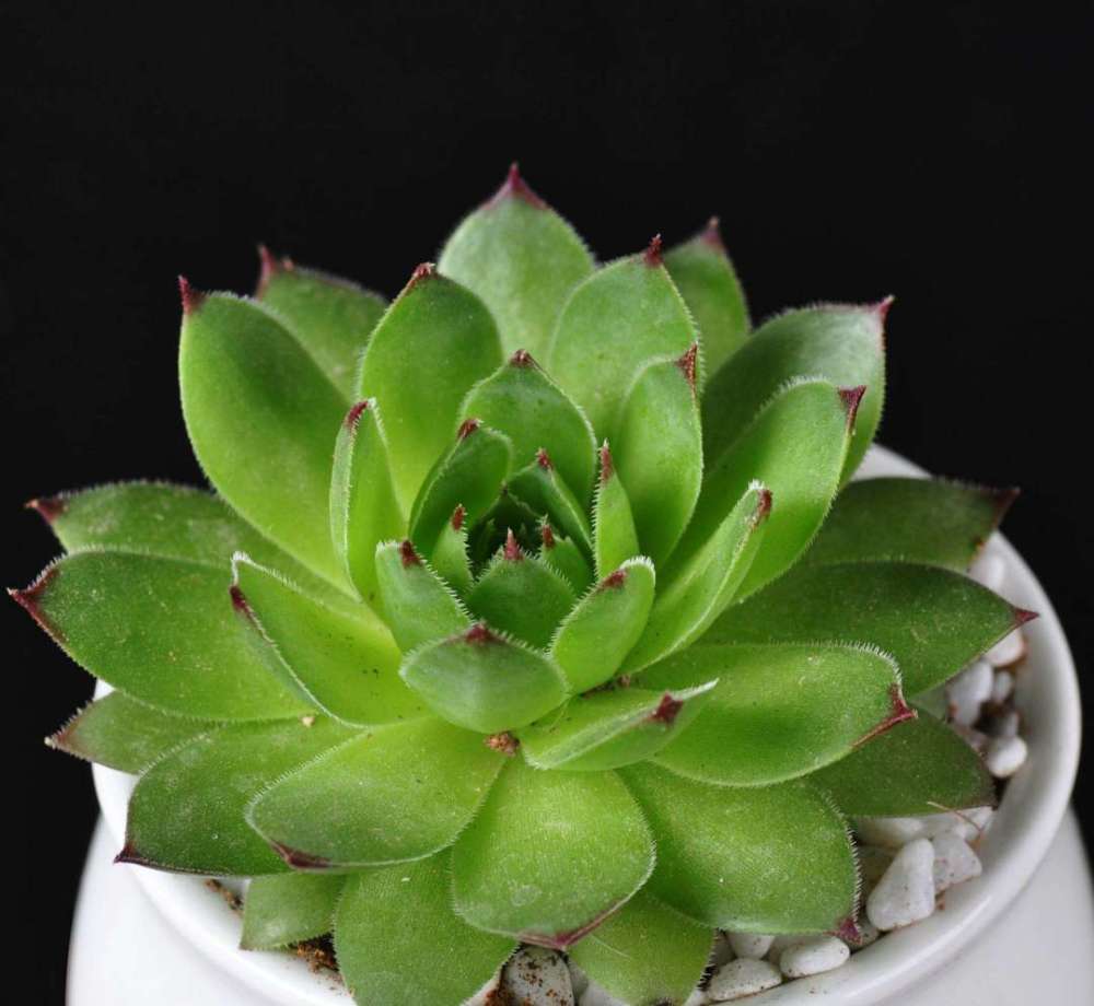 观音莲(观音莲多肉)