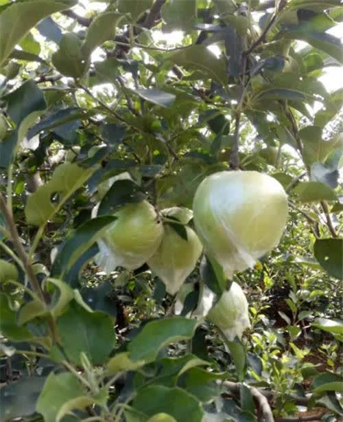 古代苹果不叫 苹果 而是有一个很唯美的名字 日本至今还在用 腾讯新闻