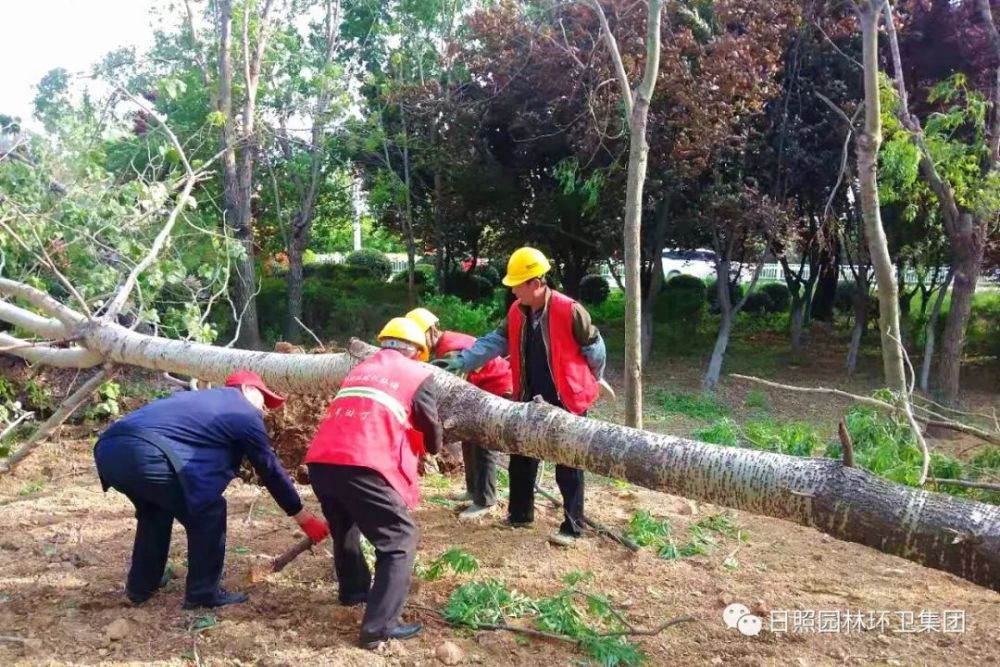 文登路扶正白蠟黃海三路扶正行道樹海濱二路倒伏楊樹處理海濱二路倒伏