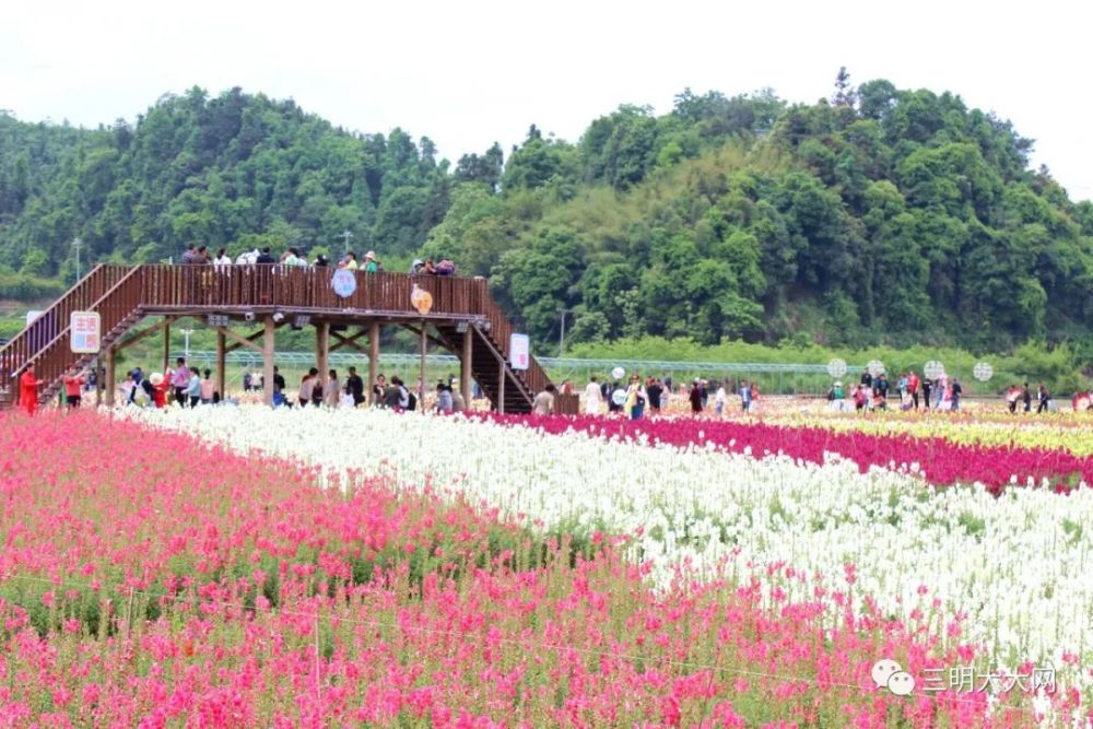 三明万寿岩花海图片