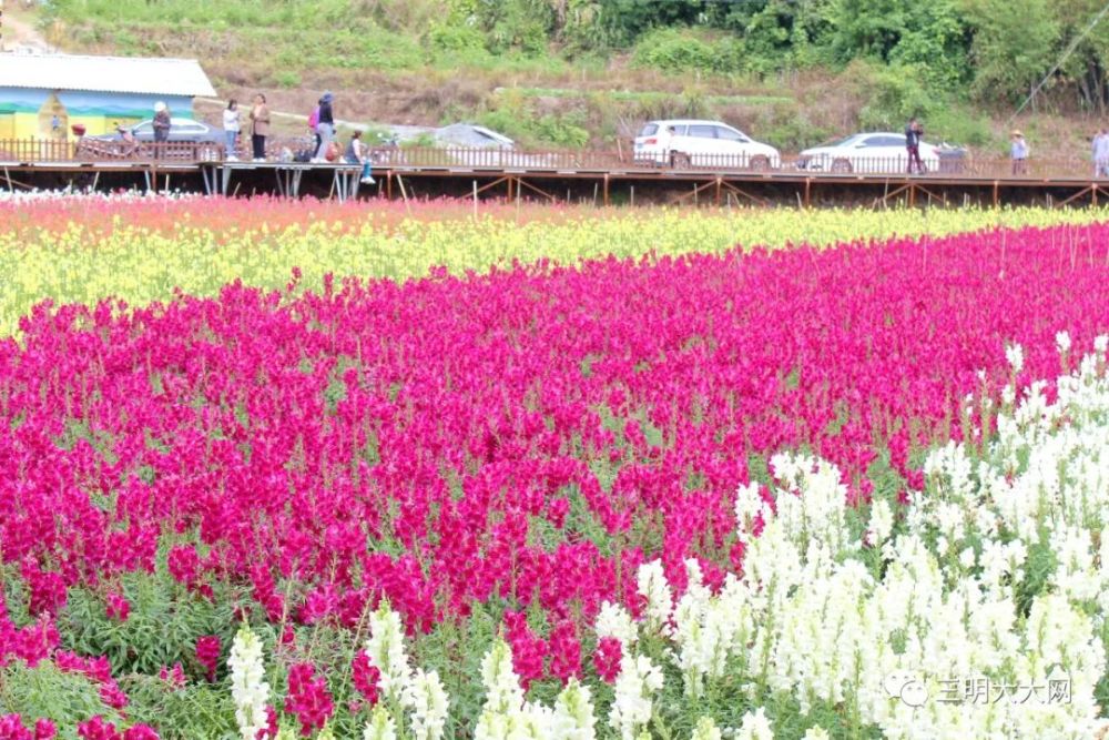 三明万寿岩花海图片