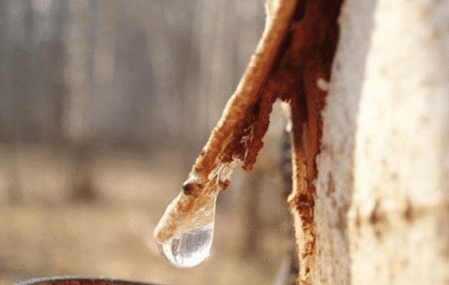 300年前俄罗斯伐木工人砍树发现神奇树汁现已被我国广泛应用