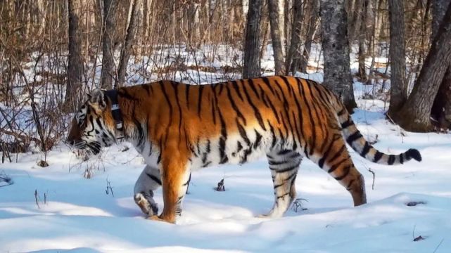 对付进村的东北虎,俄罗斯都怎么做?