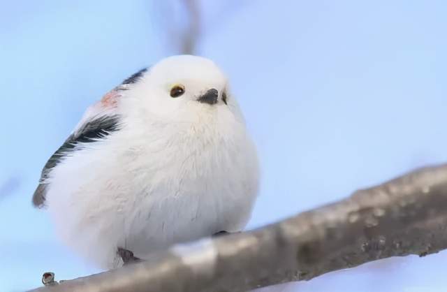 可爱如毛绒玩具每年冬天,它们褪下灰色的外套,长出一身蓬松的白色羽毛