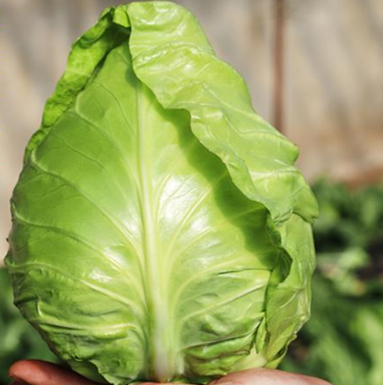 买包菜,挑圆的好还是挑尖的好?差别挺大的,挑错做菜不好吃_腾讯新闻