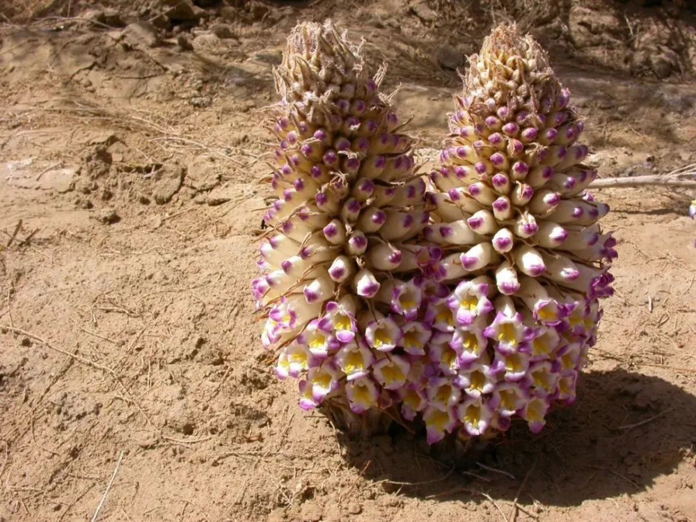 ▼▼阿胶也有新三宝▼地毯▼丝绸▼玉石和田的老三宝:和田作为万山之