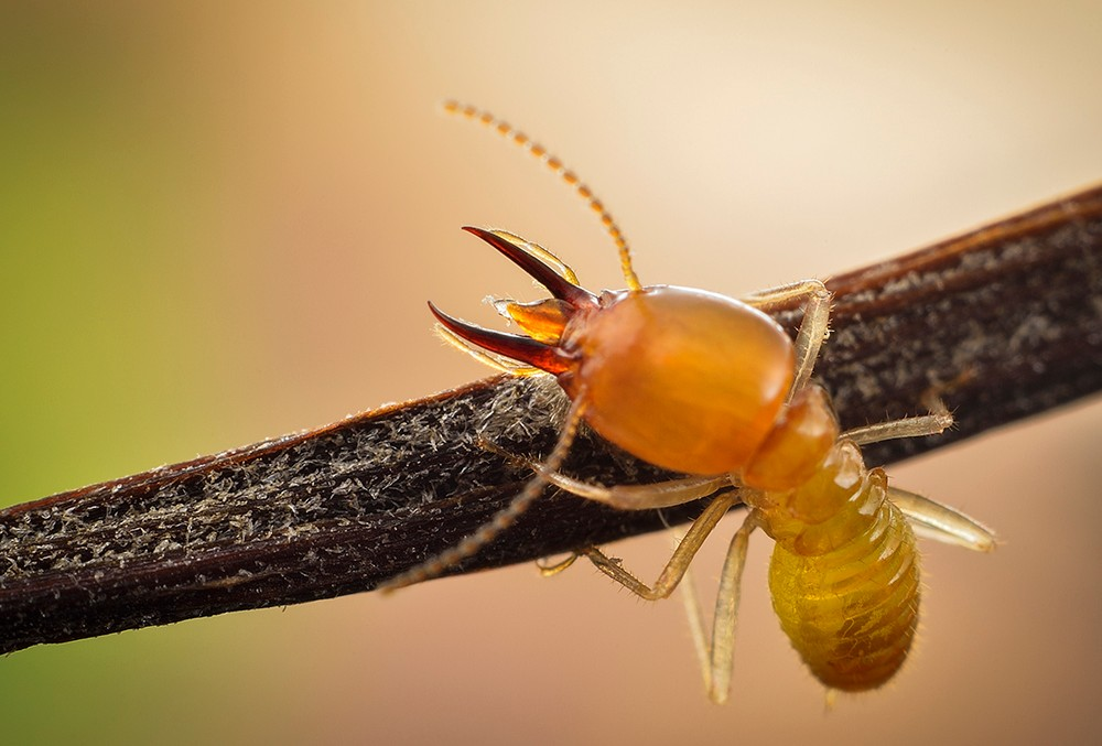 上海灭白蚁公司为你科普关于白蚁的小知识_腾讯新闻