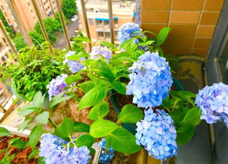 吃完果仁的松塔别扔晒晒养花有3大便利