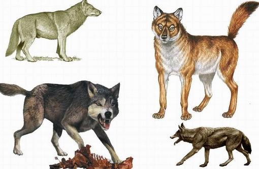 它是大型犬科动物,敢跟美洲狮抢食,灭绝原因成谜