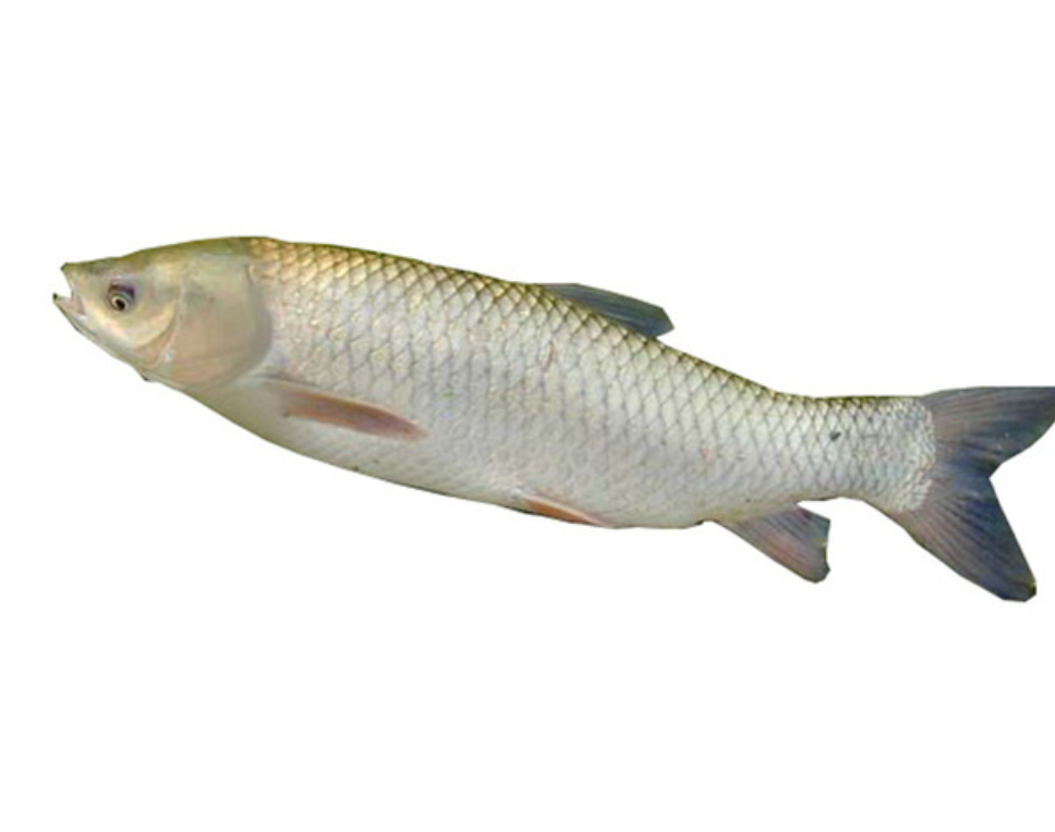 120天以上的蚕豆喂养脆肉鲩才算是正宗的为什么要喂蚕豆