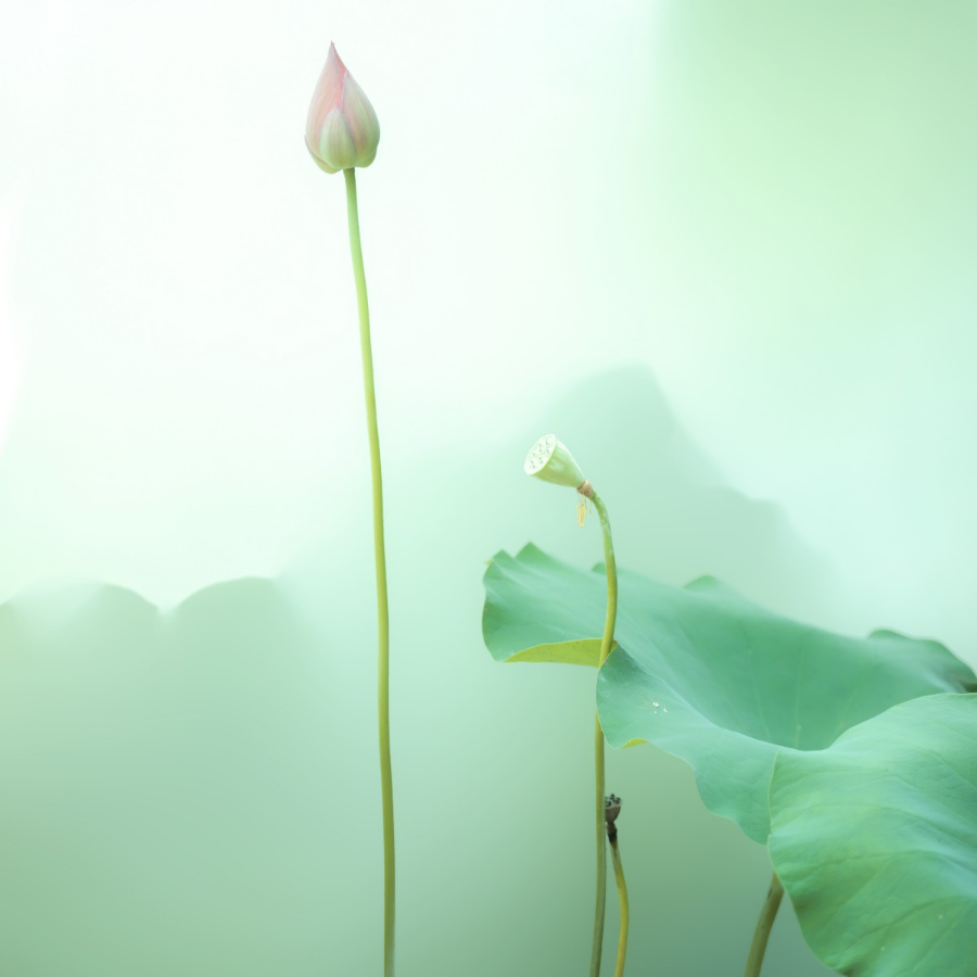 番禺人家门口的"荷花盛宴",约起!_腾讯新闻