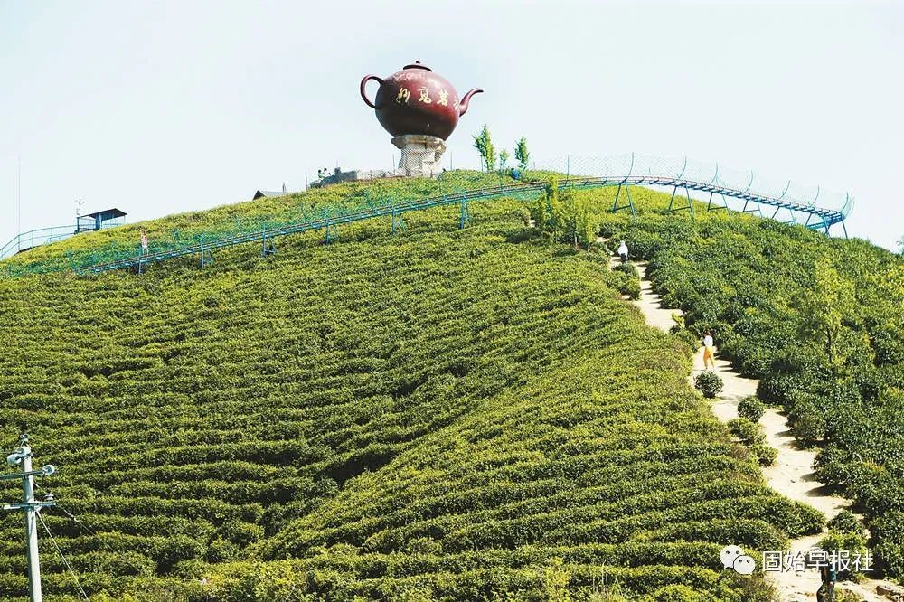 河南固始做大茶产业振兴有保障