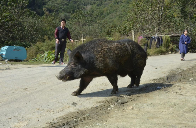 中国野猪泛滥,上演"人猪大战!这么多的野猪,应如何处理?