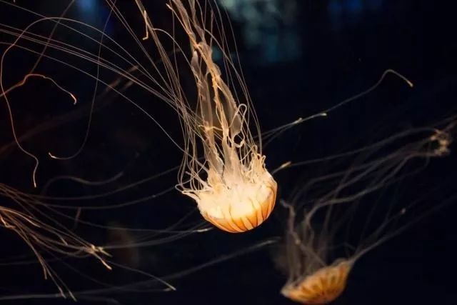 培森趣闻:海底探秘,你所不了解的神秘世界!