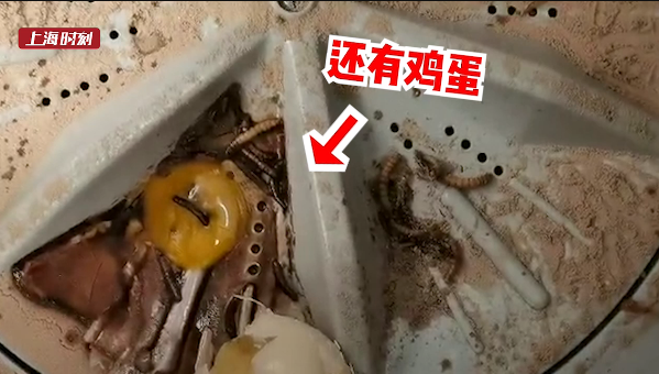 又来90后租客不辞而别床上都长蛆了上海房东大悔