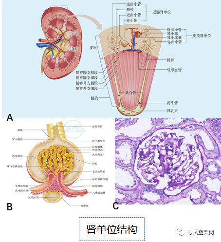 肾小球毛细血管丛由内皮细胞,脏层上皮细胞,系膜细胞,基底膜及系膜