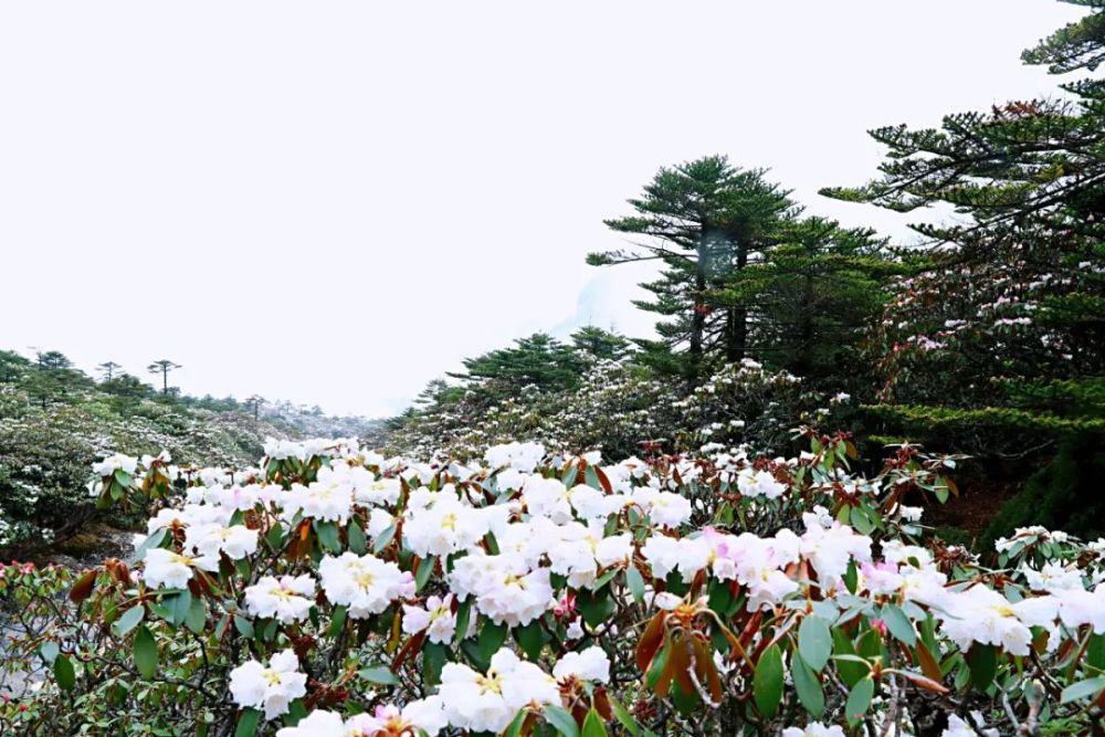 五一 到轿子山赏杜鹃花海吧 腾讯新闻