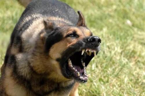 狗的弱点在哪里 被疯狗攻击如何正确的应对 腾讯新闻