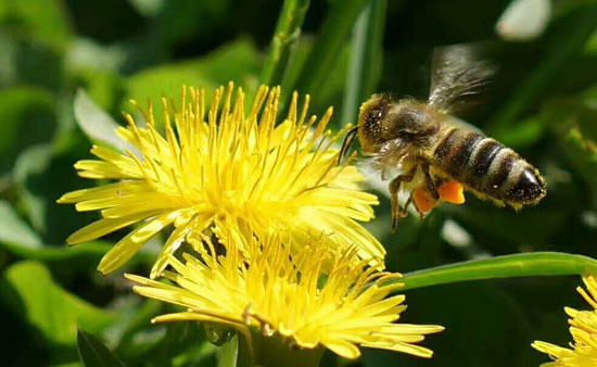 蜜蜂采蜜 蜜蜂采蜜是什么行为