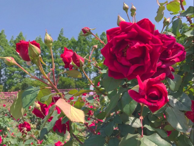 心有猛虎細嗅薔薇漫步在上海長興島郊野公園的350畝玫瑰花