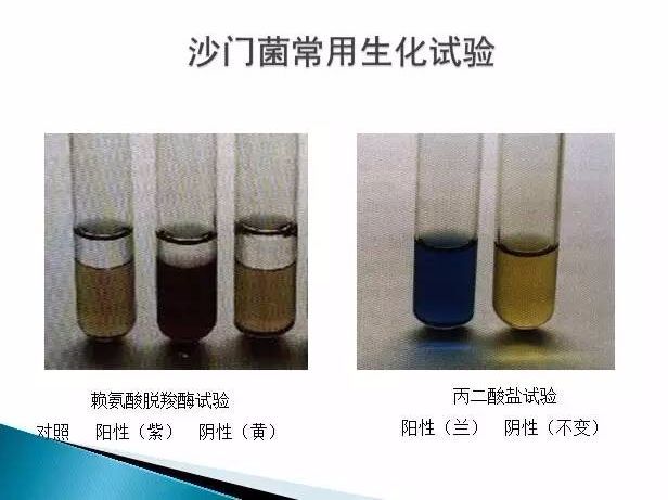 沙门氏菌检测标准,方法及实验关键点