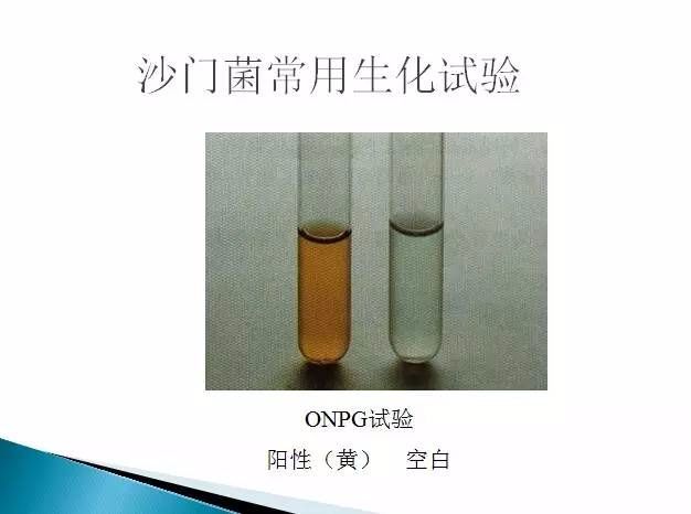 沙门氏菌检测标准,方法及实验关键点